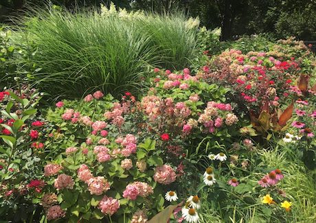 Roosevelt Park flowers